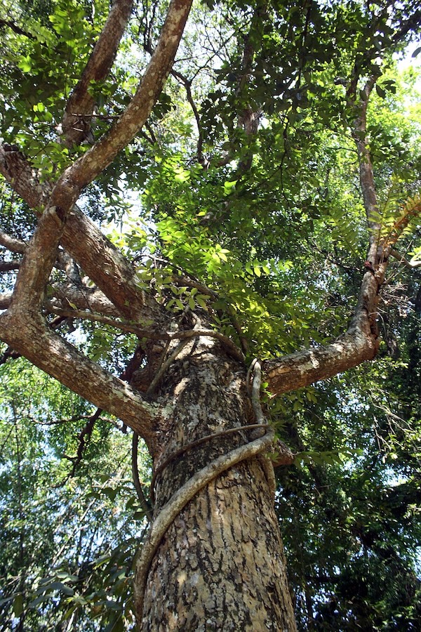 Punnaga Oushadhavana - Perne