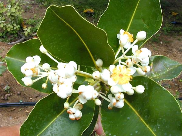 Punnaga Oushadhavana - Perne